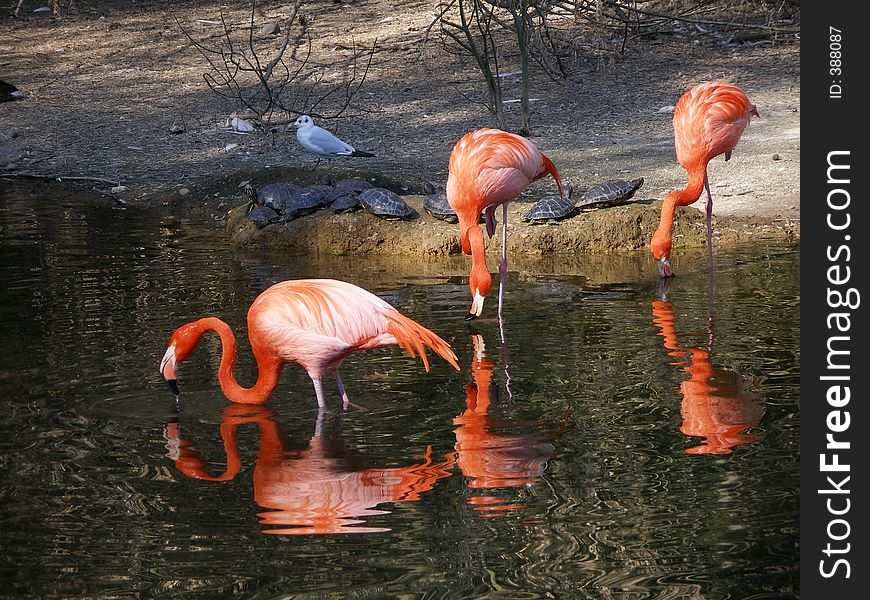 Pink flamingo