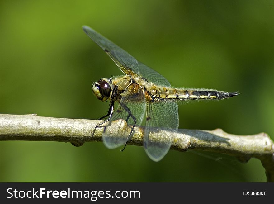 Dragonfly, insect, bedbug. Dragonfly, insect, bedbug