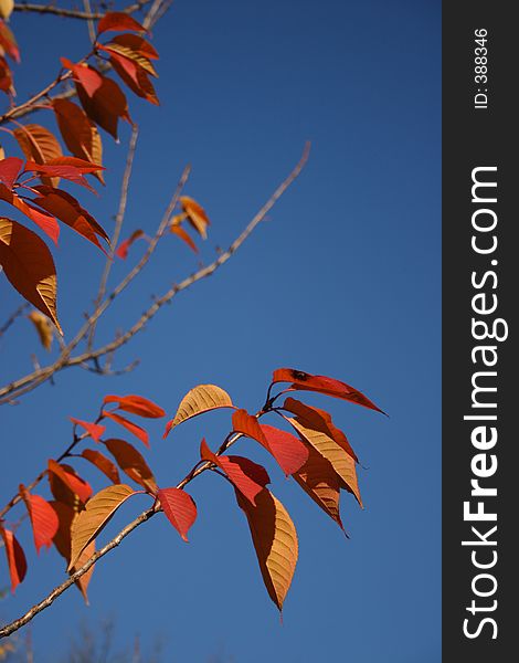 Branch with leaves in fall colors against a blue sky. Branch with leaves in fall colors against a blue sky