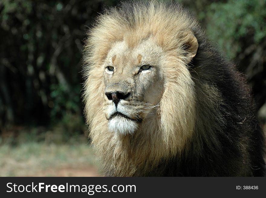 Panthera leo - lion, king of predators. Panthera leo - lion, king of predators.