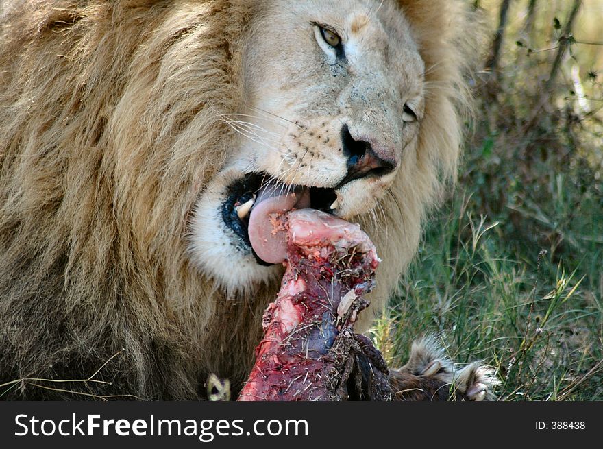 Male lion with freshly caught food. Male lion with freshly caught food.