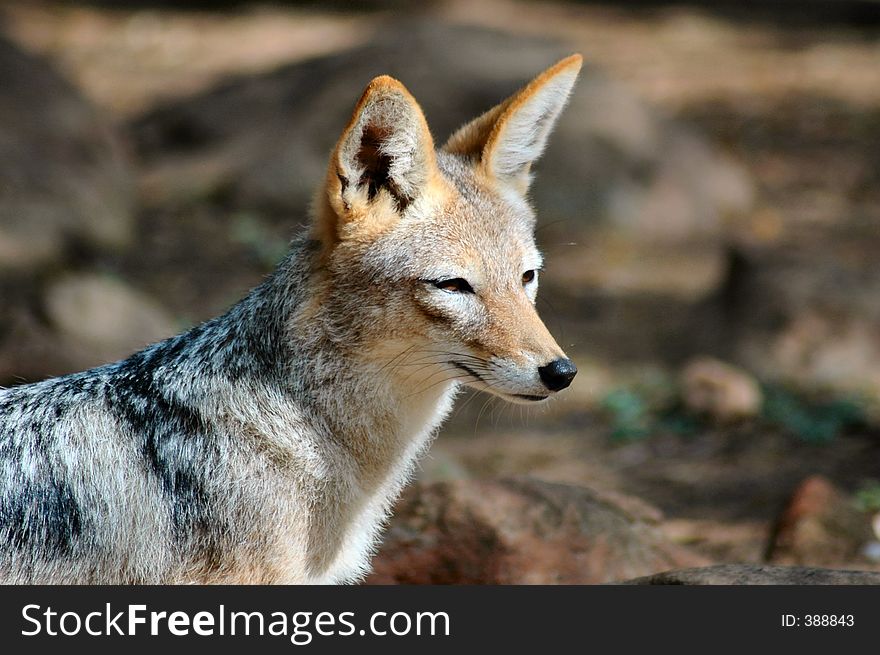 Black-backed jackal - Canis mesomelas. Black-backed jackal - Canis mesomelas.