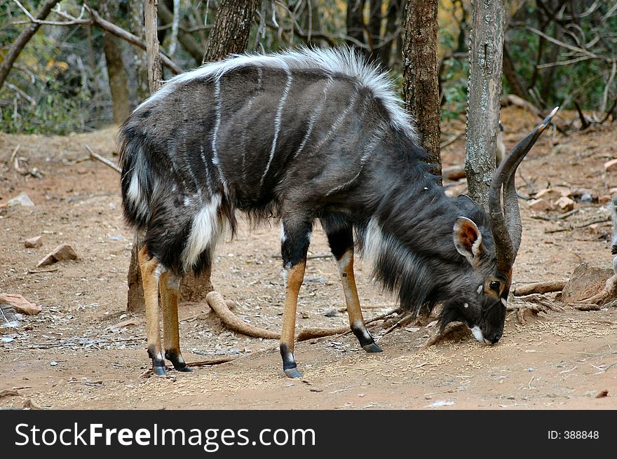 Elegant, slender antelope of Africa - Tragelaphus angasii. Elegant, slender antelope of Africa - Tragelaphus angasii.