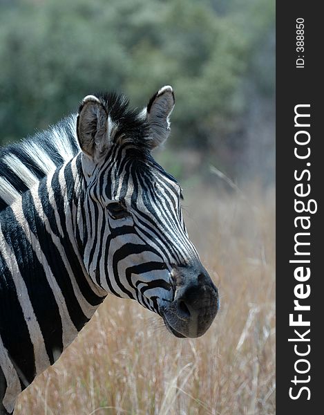 Zebra Portrait.