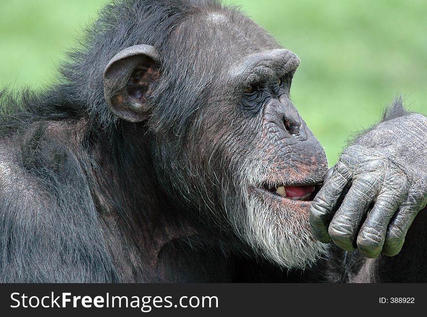 Chimp facial expression.