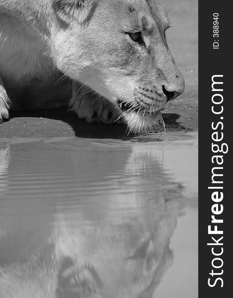 Black and white image of lioness drinking water. Black and white image of lioness drinking water.