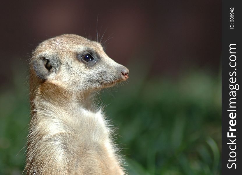 Suricate close-up. Suricate close-up.