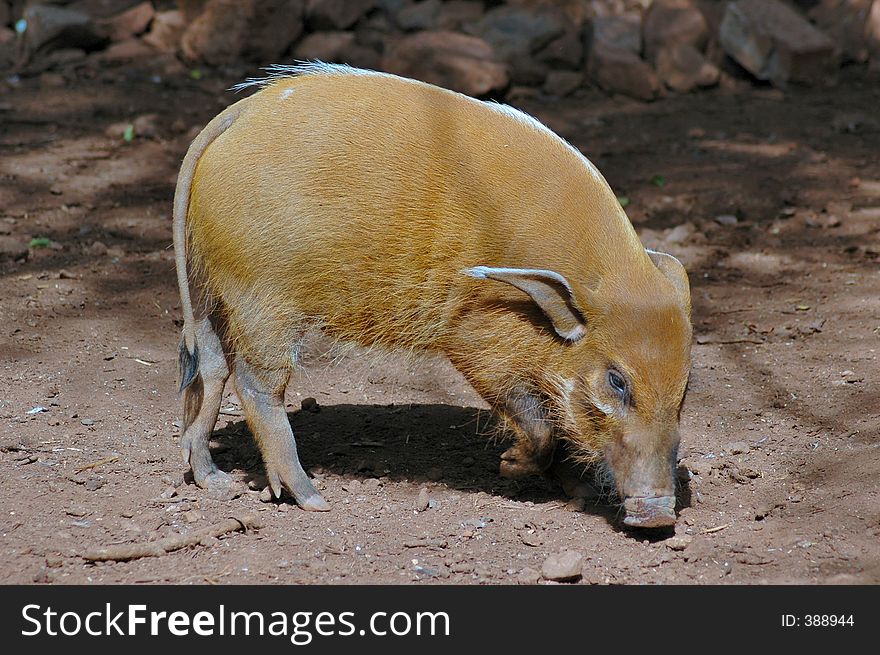 Red River Pig, an animal from Germany. Red River Pig, an animal from Germany.