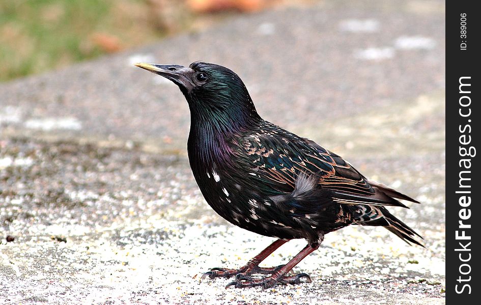 Adult Starling. Adult Starling