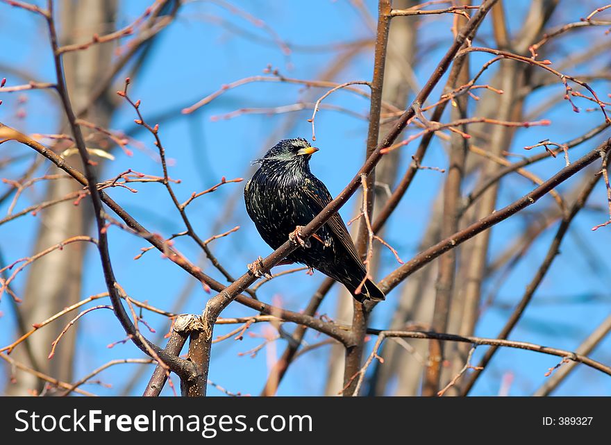 Photo of a Starling