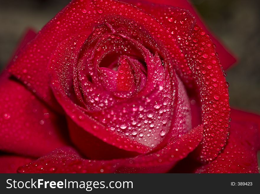 Red Rose in the rain