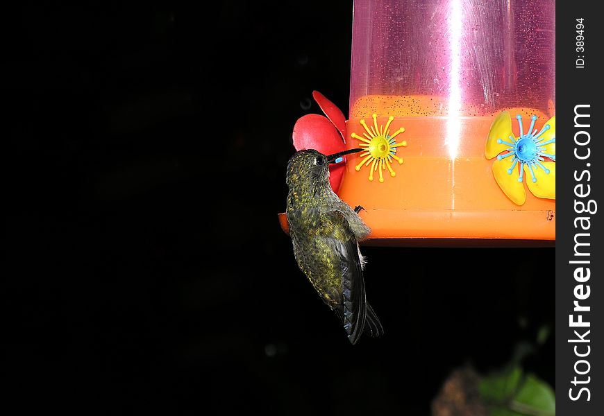 Hummingbird feeding. Hummingbird feeding