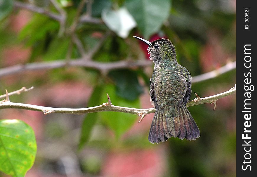 Hummingbird in branch. Hummingbird in branch