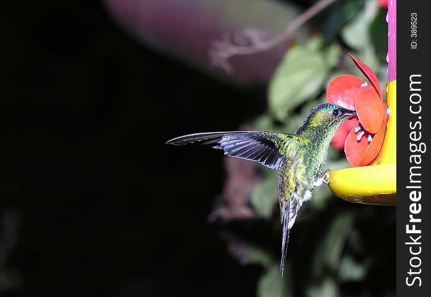 Hummingbird feeding. Hummingbird feeding