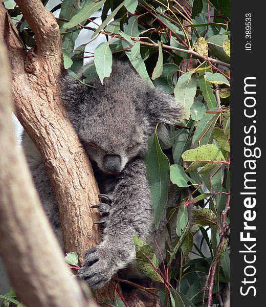 Koala hanging on to a branch while he sleeps. Koala hanging on to a branch while he sleeps