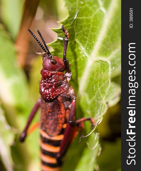 An interesting kind of grasshopper: Stink Locust, South Africa. An interesting kind of grasshopper: Stink Locust, South Africa