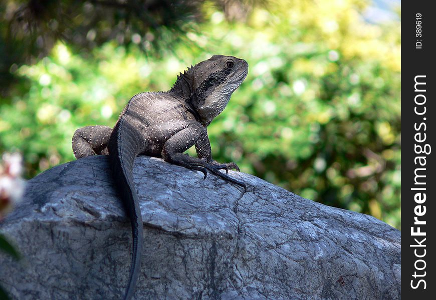 Water dragon sunning itself on a rock near a river