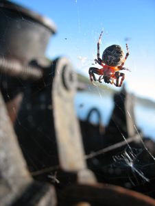 Spider 02 Royalty Free Stock Photos Spider 02 Royalty Free Stock Photos