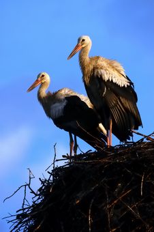 Free Two Storks Stock Photo - 3804600
