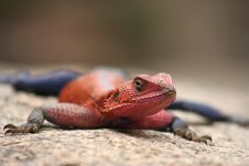 Lizard Stock Image Lizard Stock Image