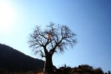 Tree Royalty Free Stock Images Tree Royalty Free Stock Images