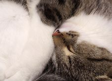 Sleeping Cat Macro Stock Image