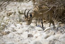 Nubian Ibex Near Ein Gedi Stock Images