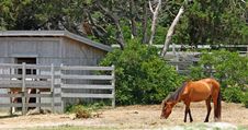 Wild Ponies Stock Photos Wild Ponies Stock Photos
