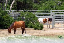 Wild Ponies Of Ocracoke Island Royalty Free Stock Photography Wild Ponies Of Ocracoke Island Royalty Free Stock Photography