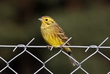 Free Bird Royalty Free Stock Photography - 3807257