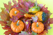 Autumn Maple Leaves & Gourds. Royalty Free Stock Images Autumn Maple Leaves & Gourds. Royalty Free Stock Images