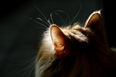Cat And Sunshine... Royalty Free Stock Photography