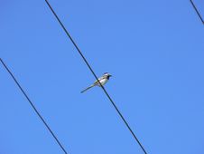 A Bird Sits On The Wire Stock Images