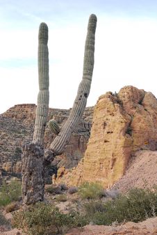 Cactus In Front Of A Hill Stock Images Cactus In Front Of A Hill Stock Images