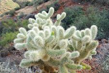 Little Cactus Royalty Free Stock Photography Little Cactus Royalty Free Stock Photography