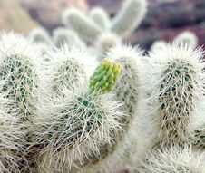 Close Up Of A Cactus Royalty Free Stock Images Close Up Of A Cactus Royalty Free Stock Images