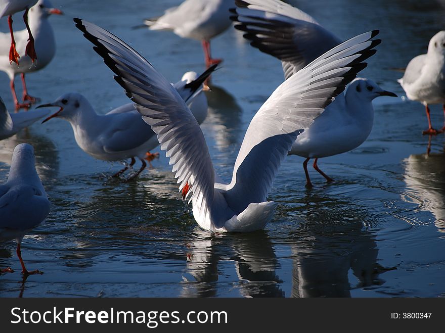 Closeup of seagulls on a lake