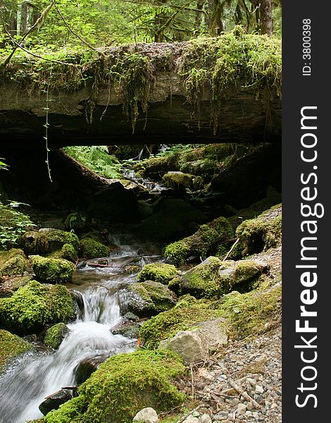 A cool refreshing mountain stream in the Cascade mountains of Oregon