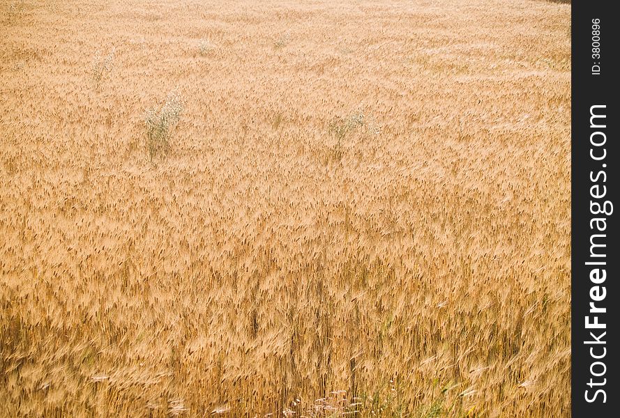 Wheat before harvest in a sunny day