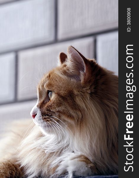 The cat is watching outside the window attentively in dusk. The cat is watching outside the window attentively in dusk.