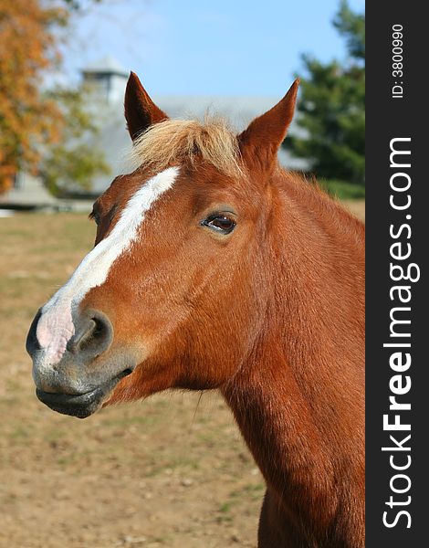 Brown Horse with whimsical, inquisitive facial expression. Brown Horse with whimsical, inquisitive facial expression
