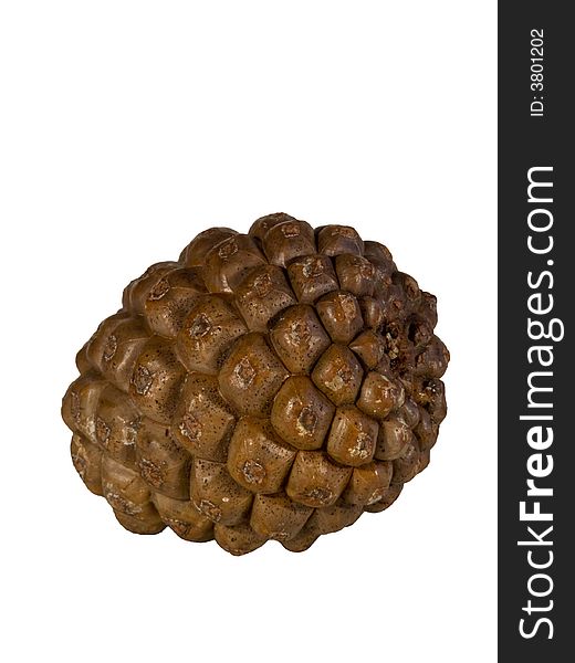 Pine cone