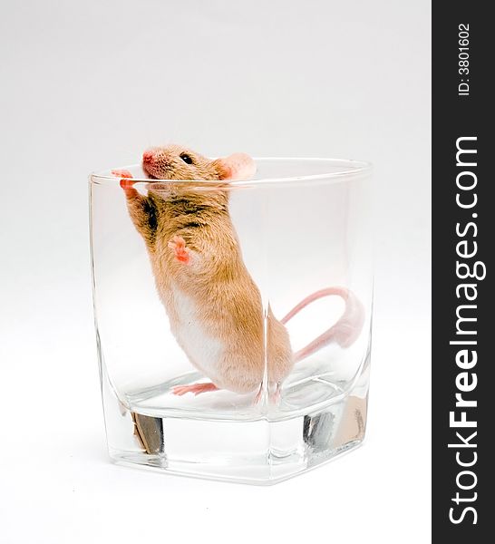 Mouse In Glass