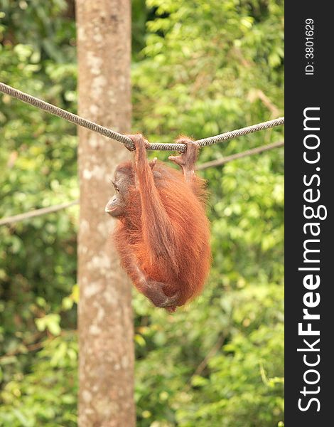 Adult Orang-Utan hanging from rope - Sepilok Rehabilitation Centre, Sabah, Malaysia