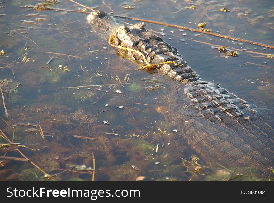 Caiman waiting for prey in Argentine Wetlands. Caiman waiting for prey in Argentine Wetlands
