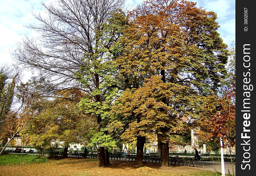 Beautiful trees with the colors of the autumn.