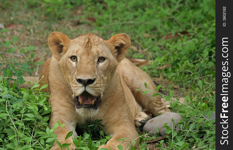 Lion staring- close up view