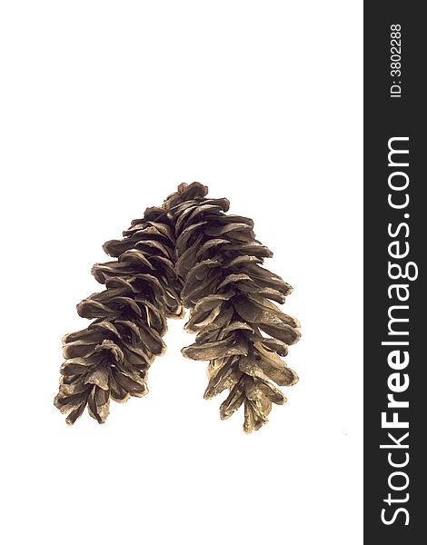 Pine cone on the white backround, isolated object, decoration and ornament