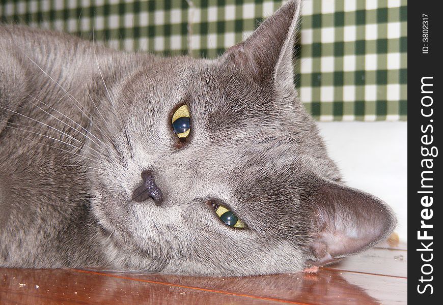 This is my cat, Layla taking a break after a long day of playing. This is my cat, Layla taking a break after a long day of playing.