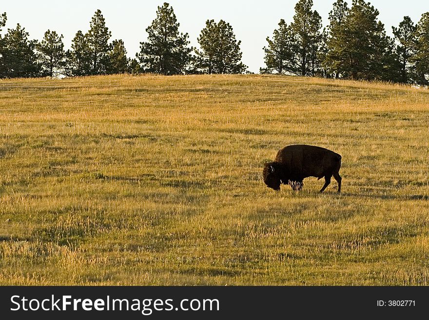 Buffalo roaming the plains in Custer State Park, South Dakota. Buffalo roaming the plains in Custer State Park, South Dakota